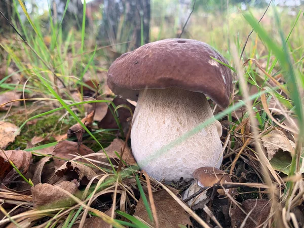 Белый гриб или болитус - с коричневой шапкой в лесу Стоковое Изображение