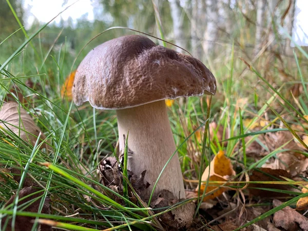 Белый гриб или болитус - с коричневой шапкой в лесу Стоковое Фото