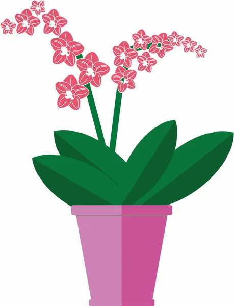 Orkidé Med Rosa Blommor Kruka — Stock vektor