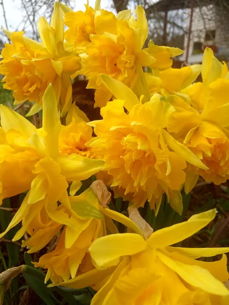 Lkbahar Sarısı Terry Nergisler Çiçekleri — Stok fotoğraf