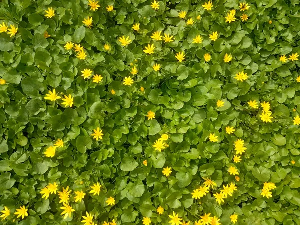 黄色の花の草原 花の春のカーペット — ストック写真