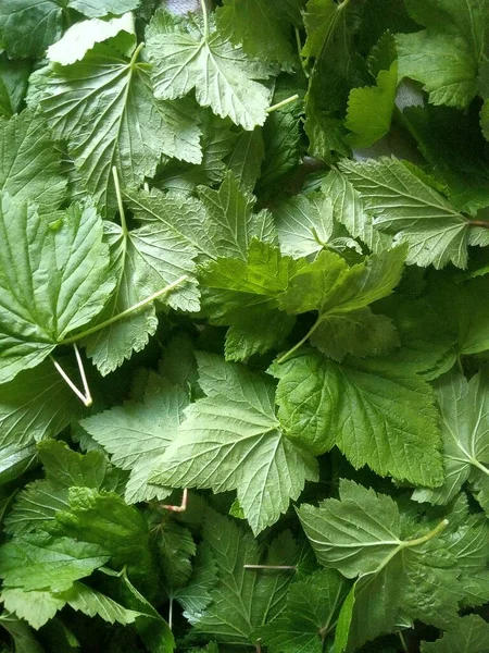 Green Currant Leaves Natural Background Leaves — Stock Photo, Image