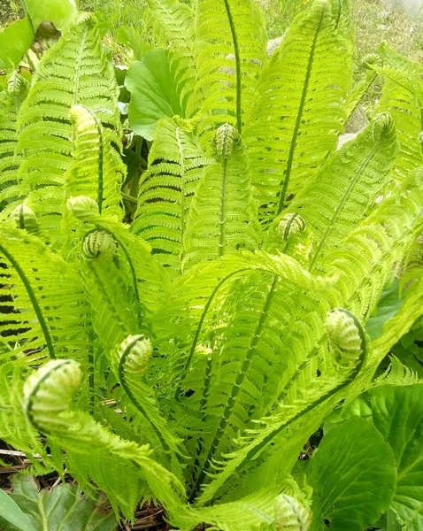 Fresh Green Fern Leaf Natural Background — Photo