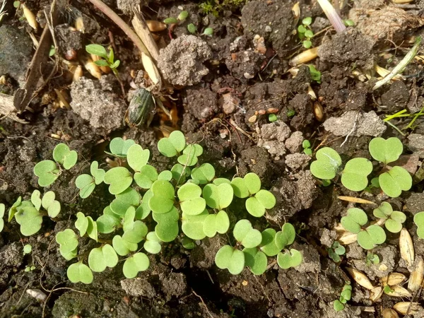 First Small Shoots Arugula First Greens Garden — Stock Photo, Image
