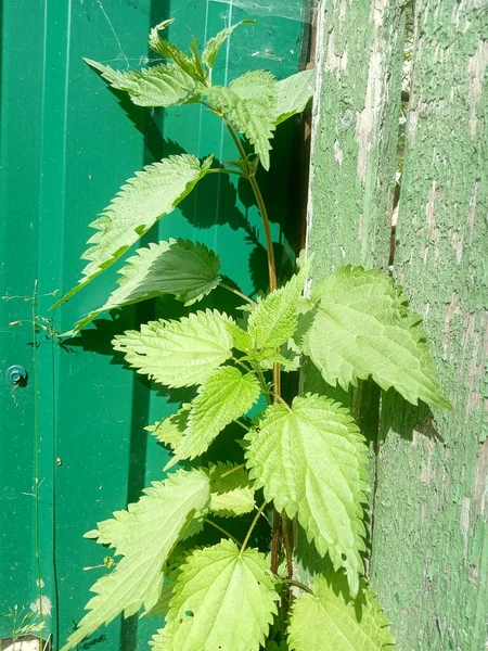 High Green Nettle Plant Fence — Stock Photo, Image