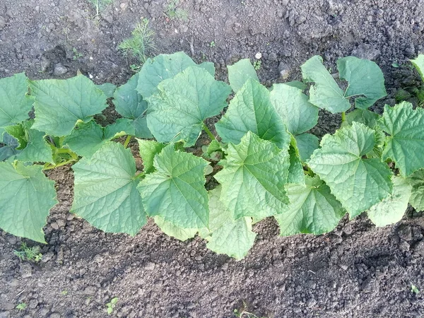 庭のキュウリの芽野菜の庭 — ストック写真