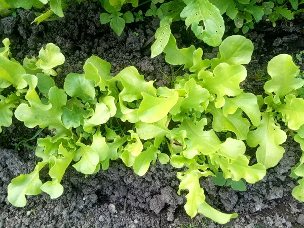 Första Gröna Grönsaker Sallad Och Rucola Trädgården Sängen — Stockfoto