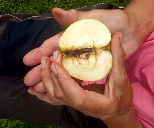 Una Manzana Gusano Manos Anciano — Foto de Stock