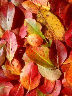 kırmızı ve sarı sonbahar yaprakları arka planda, yapraklar düşer