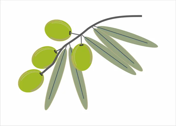 Green Olives branch — Stock Vector