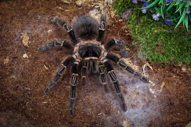 Zehirli örümcek tarantula