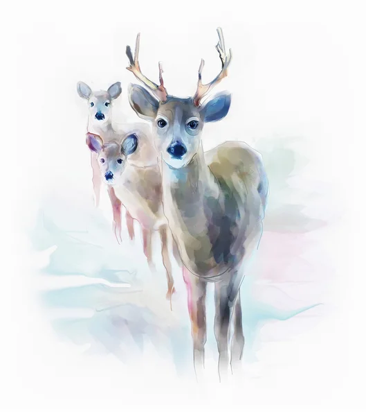 Büyük boynuzlu güzel geyik