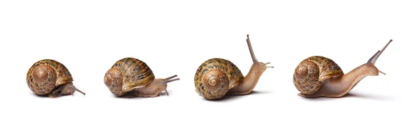 Conjunto de caracoles aislados sobre fondo blanco — Foto de Stock