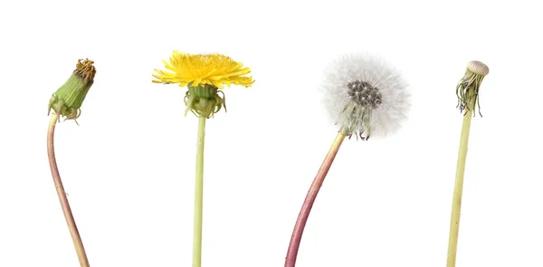 Four stage of a dandelion isolated on white backgroun — Stock Photo, Image