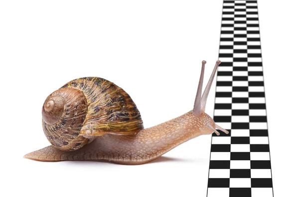 Snail that reaches the finish line. Isolated on white background — Stock Photo, Image
