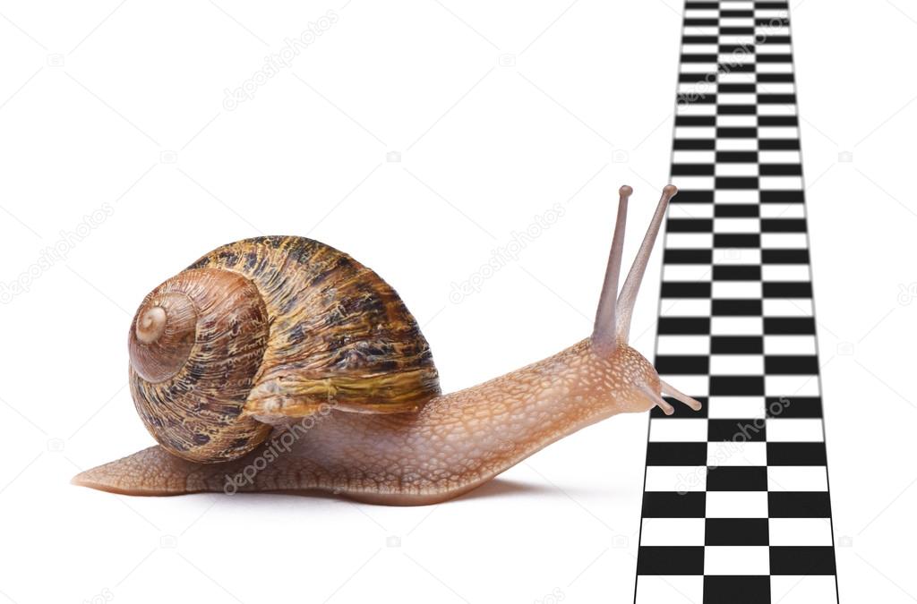 Snail that reaches the finish line. Isolated on white background