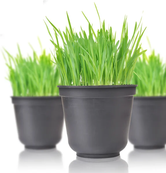 Green grass in pots. Isolated on white — Stock Photo, Image