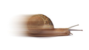 Speed snail isolated on white background clipart