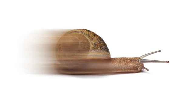 Geschwindigkeit Schnecke isoliert auf weißem Hintergrund — Stockfoto