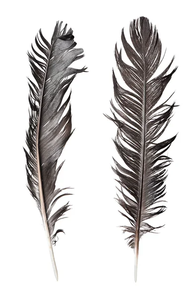 Feathers isolated on white background — Stock Photo, Image