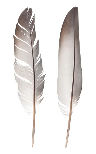 Plumas aisladas sobre fondo blanco —  Fotos de Stock