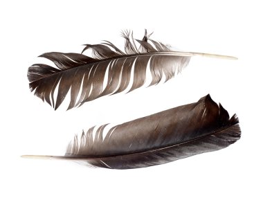 siyah tüyleri beyaz zemin üzerine izole