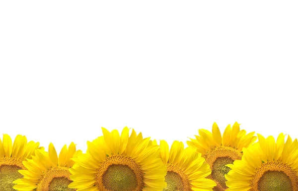 Sonnenblume isoliert auf weißem Hintergrund — Stockfoto