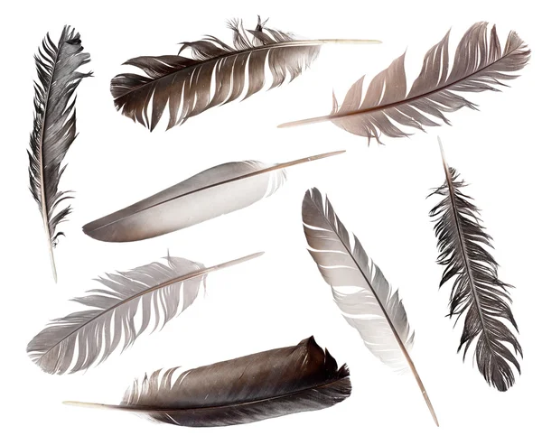 Colección de plumas aisladas sobre fondo blanco —  Fotos de Stock
