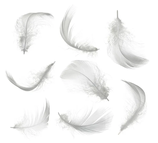 白い羽が白い背景で隔離のコレクション — ストック写真