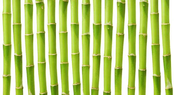 Art af bambus - Stock-foto