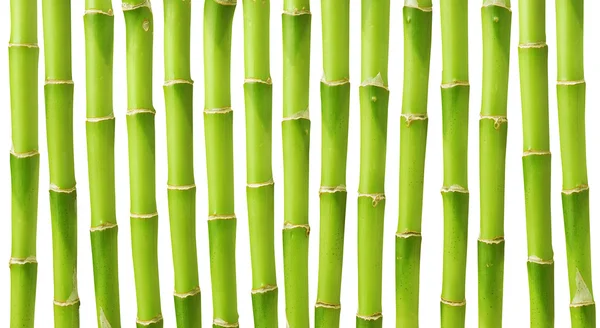 Bamboo — Stock Photo, Image