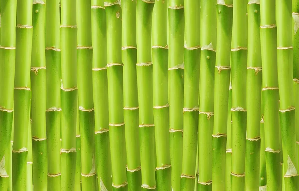 Beautiful green bamboo background — Stock Photo, Image