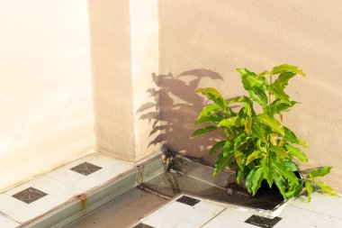 Çatıdaki oluklarda yetişen ağaçların güneş ışığı sağda, solda ise gölgeler var..