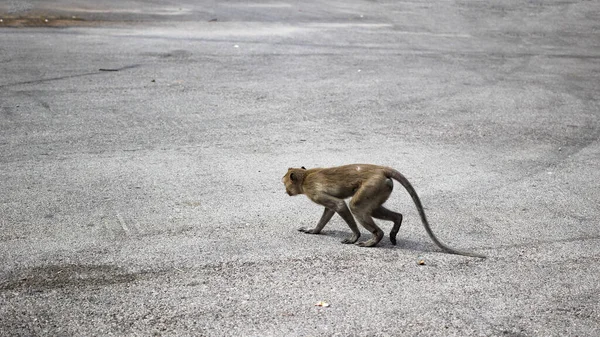 One brown monkey was walking on the cement floor to the left.