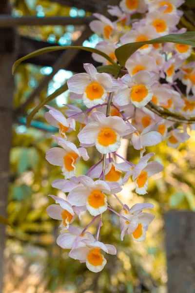 Белый Желтый Орхидеи Цветок Листе Цветы Размытые Background Spring Орхидеи — стоковое фото