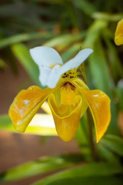 Закрыть Орхидеи Цветок Зеленый Белый Bokeh Background Orchid Цветы Взятые — стоковое фото