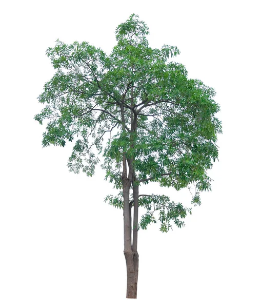 One Big Tree Clipping Path Isolate White Blackground — Stock Photo, Image