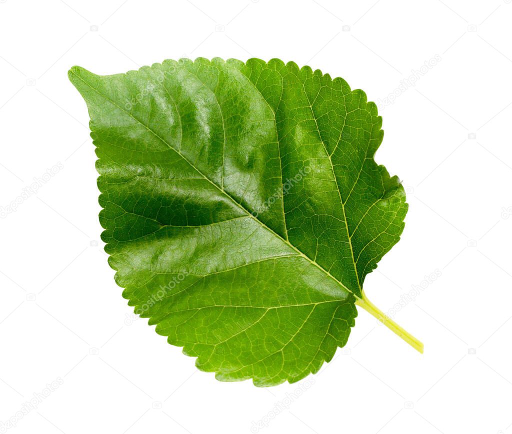 One mulberry leaf on a white background