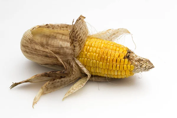 Verbrannter Mais Gekocht Isoliert Auf Weißem Hintergrund — Stockfoto