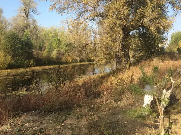 Yetişkin Volga reki Canal