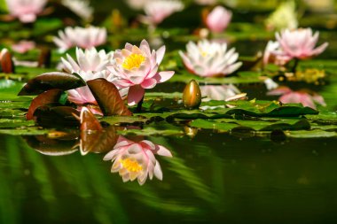 Açık pembe nilüfer çiçeği ya da nilüfer çiçeği ya da suda ayna yansıması olan Nymphaea stellata. Yüksek kalite fotoğraf