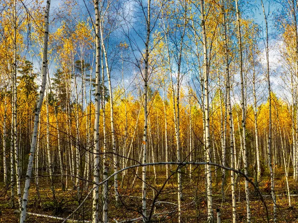 Herbst Birkenhain Mit Gelben Und Goldenen Blättern Und Strahlend Blauem — Stockfoto