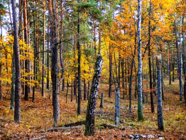 Sarı ve altın yapraklı sonbahar huş ağacı korusu. Karışık bir ormanda sonbahar sükuneti. Yüksek kalite fotoğraf