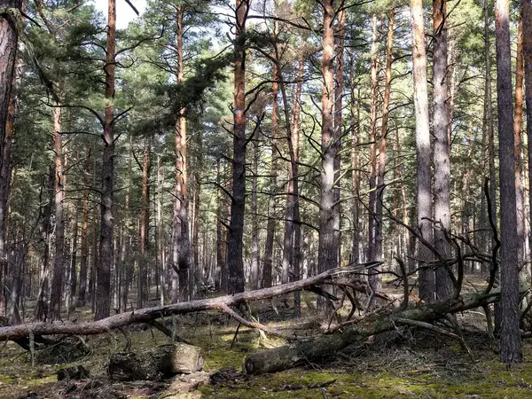 Щільний Старий Хвойний Ліс Сонячний День Дика Природа Високоякісна Фотографія — стокове фото