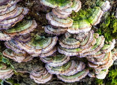 Chaga mantarı ya da huş ağacındaki Inonotus oblikus 'un yakın çekim makro görüntüsü. Seçici odaklanma. Yüksek kalite fotoğraf