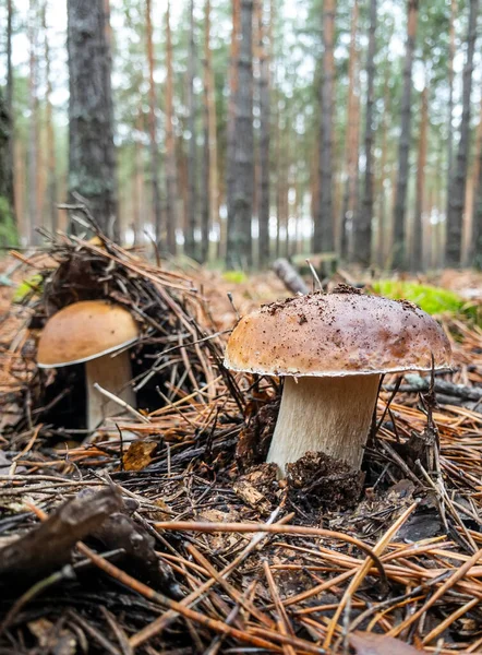 Mushrooms Boletus Edulis Grow Old Coniferous Forest Ukraine High Quality — Stock Photo, Image