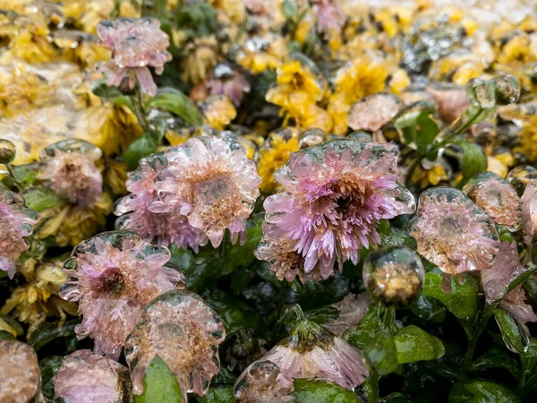Frozen flowers. Chrysanthemum flowers covered with ice after freezing rain falls in Kyiv, Ukraine. December 2020 . High quality photo