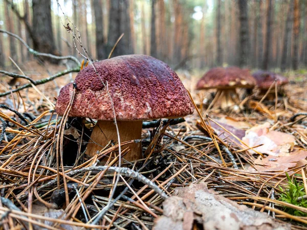 Vitsvamp Butyriboletus Regius Eller Boletus Regius Skogen Högkvalitativt Foto — Stockfoto