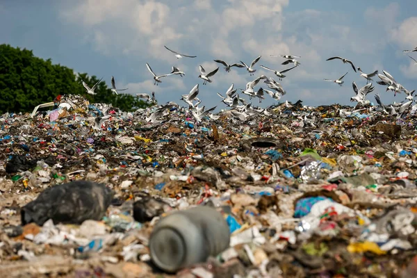 Gabbiani Sorvolano Mucchio Spazzatura Una Grande Discarica Vicino Kiev Ucraina — Foto Stock