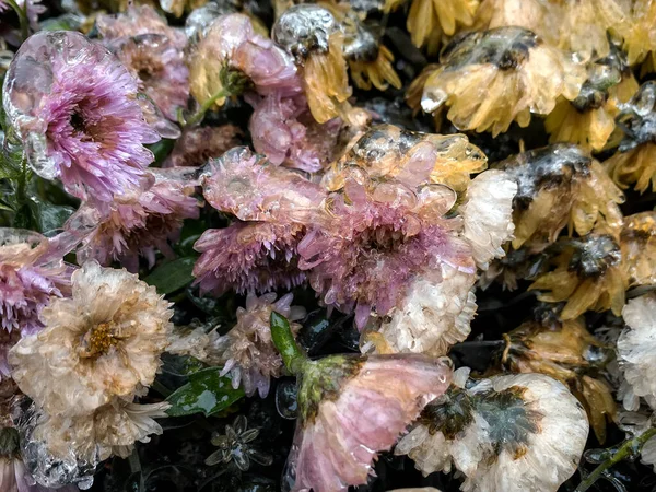 Frozen flowers. Chrysanthemum flowers covered with ice after freezing rain falls in Kyiv, Ukraine. December 2020